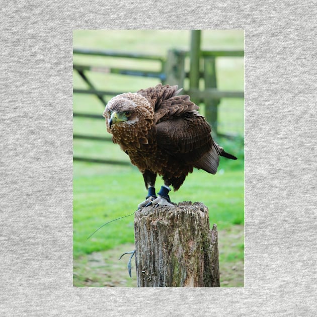 Bateleur Eagle by RichardGibb